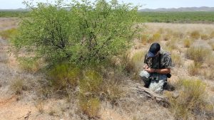Don places temperature & humidity dataloggers under various types of vegetative cover. Masked Bobwhite may need to take refuge under such spots on extremely hot days or cold nights in the desert, and such microhabitats may be critical to any successful reintroduction effort.