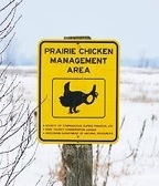The majority of Wisconsin's remnant population of prairie-chickens are found on the state-managed Buena Vista Marsh.