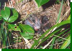 Three host eggs and one cowbird egg ultimately hatched, but the nest was later destroyed by a mammalian predator