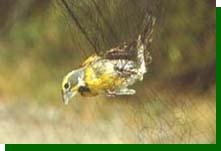 Dickcissel in net