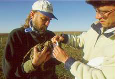 A sock is placed over the head of a captured prairie-chicken to keep it calm while measurements are made and a transmitter is attached.