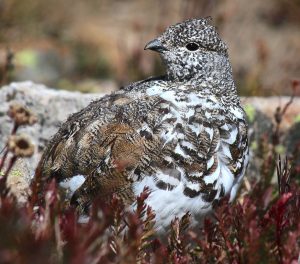 Restricted to mountain peaks, this fall White-tailed Ptarmigan will molt into white plumage soon. Photo by Kyle Thomas.
