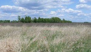 Typical Minnesota prairie-chicken habitat