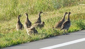 A brood of sharp-tailed grouse foraging along the road.
