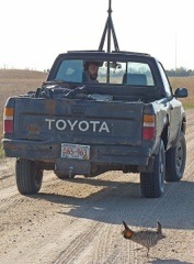 A booming male prairie-chicken checks out one of the tracking vehicles driven by research assistant Perre Kerch