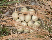 A clutch of 13 prairie-chicken eggs