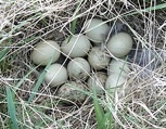 A typical Minnesota prairie-chicken nest in residual grass cover