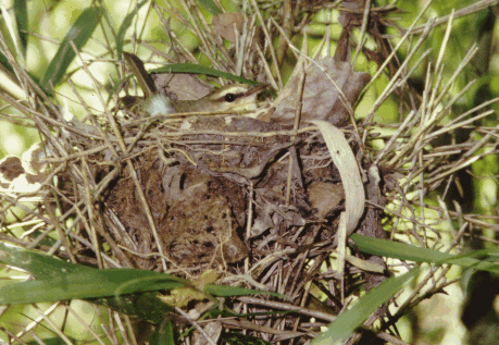 Swainson's Warbler on a nest. Photo by Mia Revels.