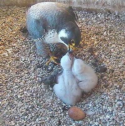 Web cam image of Peregrine Falcon "Deborah" feeding her young at the eyrie on the campus of the University of Wisconsin - Oshkosh (Courtesy of Greg Septon)