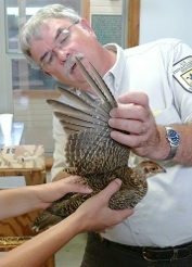 Mike Morrow of the USFWS examines a captive-produced Attwater’s prairie-chicken prior to release.