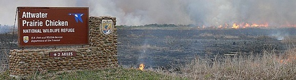 A controlled burn to maintain healthy grasslands at the Attwater Prairie Chicken National Wildlife Refuge in Texas.