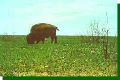 Large herbivores such as American Bison and cattle preferentially graze recently burned areas.