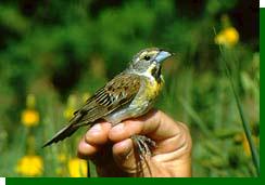 dickcissel