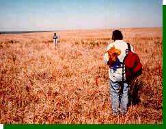 Sutton Center researchers prepare a sparrow survey transect in the tallgrass prairie.