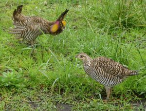A captive male Greater Prairie-Chicken courts a female in a naturally vegetated enclosure.