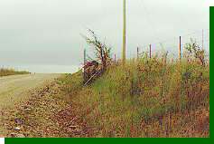 Each roadside plot was checked for nests twice weekly. Trees and shrubs along fence rows provide habitat for many tree-nesting species that do not breed in open prairie.