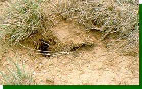 Prairie rattlers are just one of the dangers faced by nesting shortgrass prairie birds.