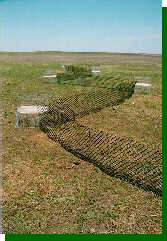 A line of prairie-chicken traps set up on the booming ground.