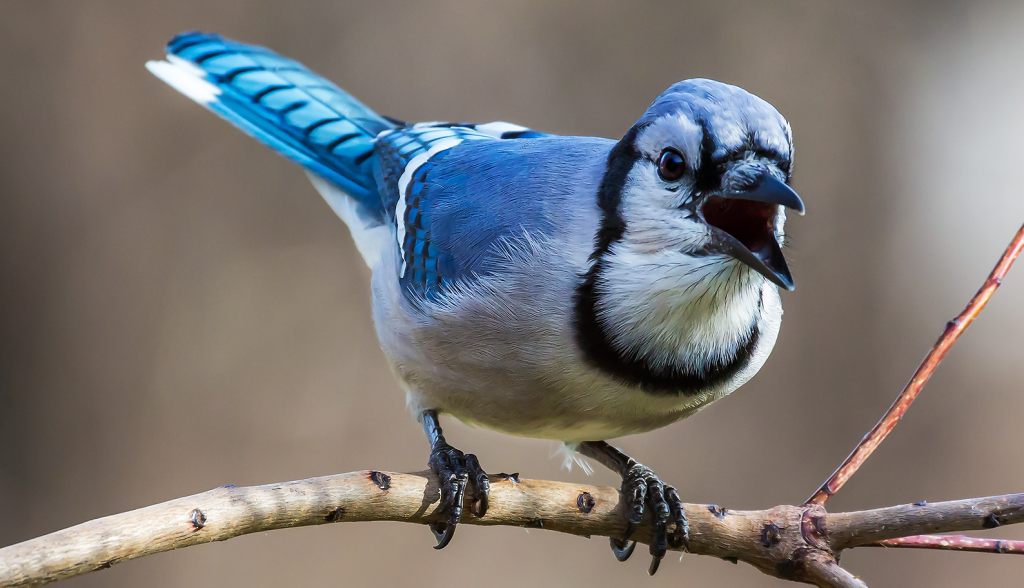 Blue Jays recommend that you see It's All About Birds for yourself!