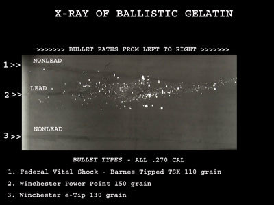An x-ray radiograph of ballistic gelatin that has been shot with traditional lead ammunition (top), as well as non-toxic copper ammunition (bottom) - [Courtesy of The National Park Service]
