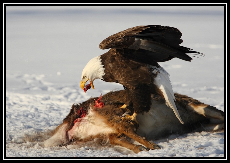 Bald Eagles often scavenge during winter. Here an adult feeds on a road-killed deer (Photo: Liz Stanley)