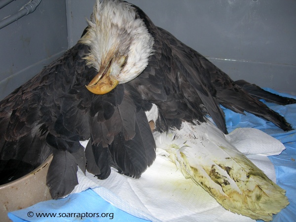 Adult bald eagle rescued in Page County, Iowa suffering from lead-poisoning. (Saving Our Avian Resources - SOAR)