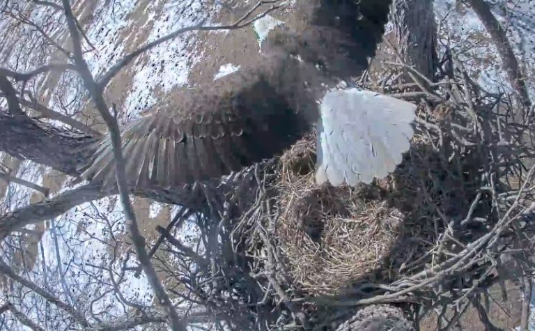 Live Eagle Camera – Sutton Center