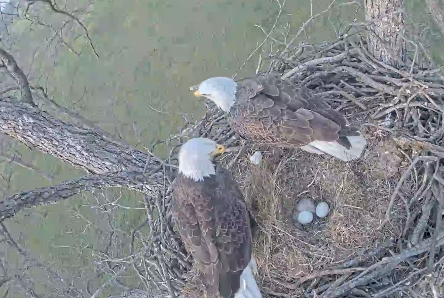 Big Bear bald eagle nest cam catches first egg of 2020