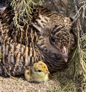 Attwater's Prairie-Chicken with Chick.